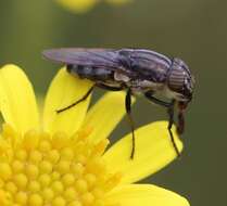 Stomorhina lunata (Fabricius 1805) resmi