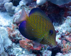 Image of Black Surgeonfish