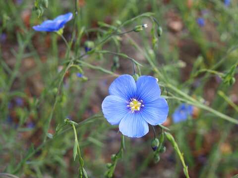 Image of Asian flax