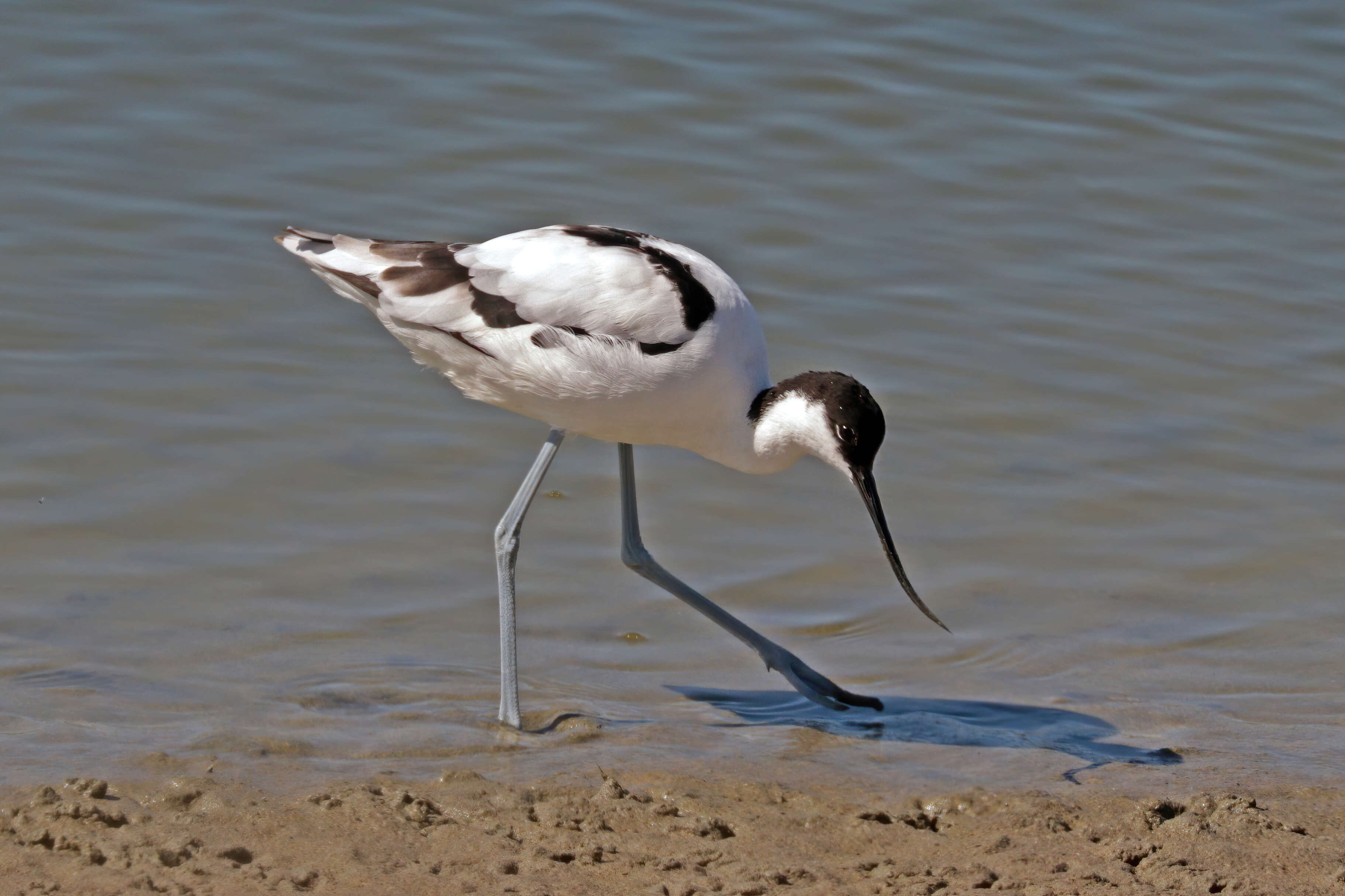 Image of avocet, pied avocet