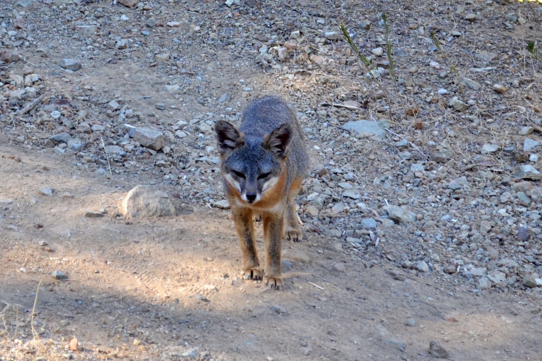 Image de Renard gris insulaire