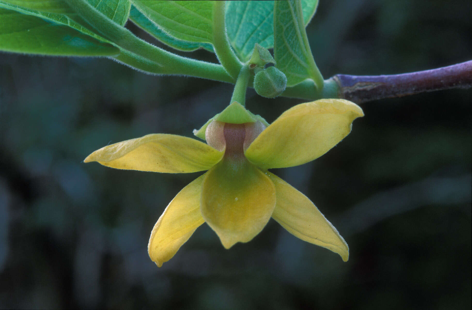 Image of Cananga brandisiana (Pierre) I. M. Turner