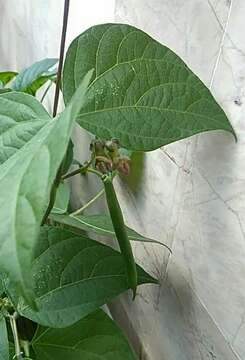 Image of kidney bean