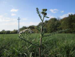 Image of yarrow, milfoil