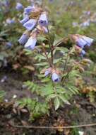 Image of Greek valerian