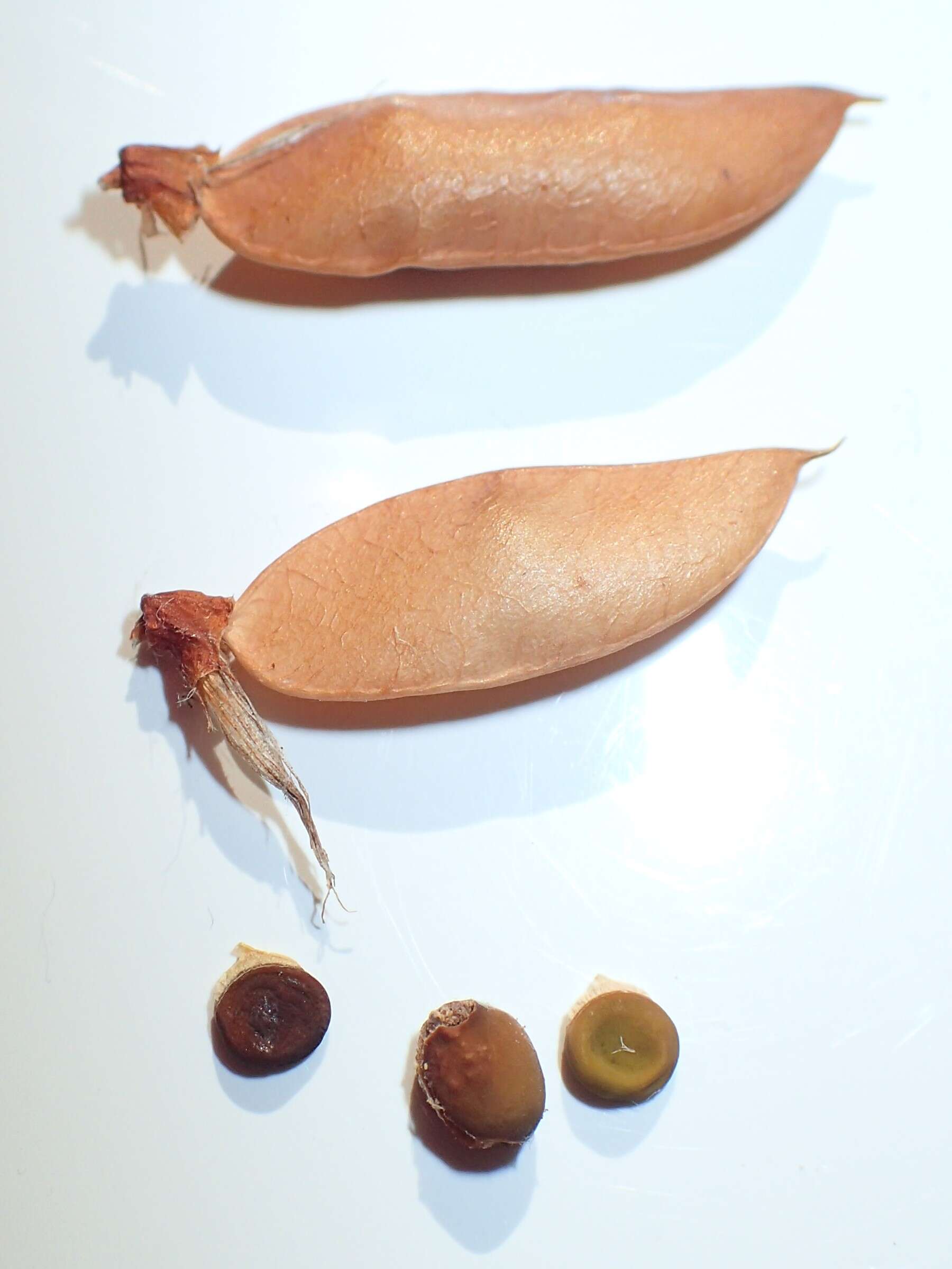 Plancia ëd Vicia cassubica L.