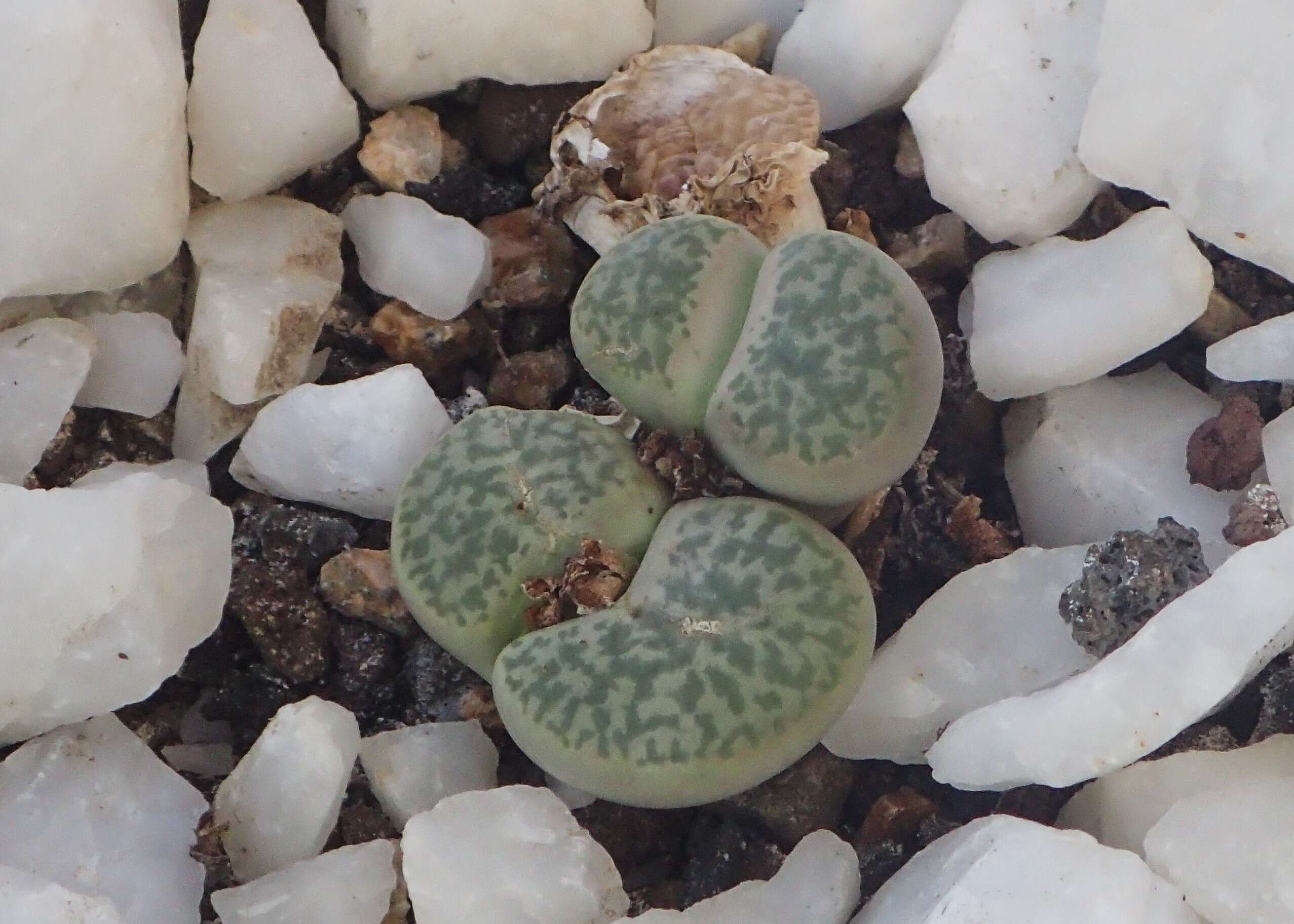 Imagem de Lithops bromfieldii L. Bol.