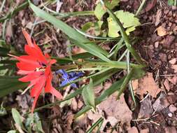 Image of Tulipa linifolia Regel