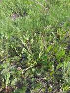 Image of Eurasian catchfly