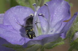 Hylaeus modestus Say 1837 resmi