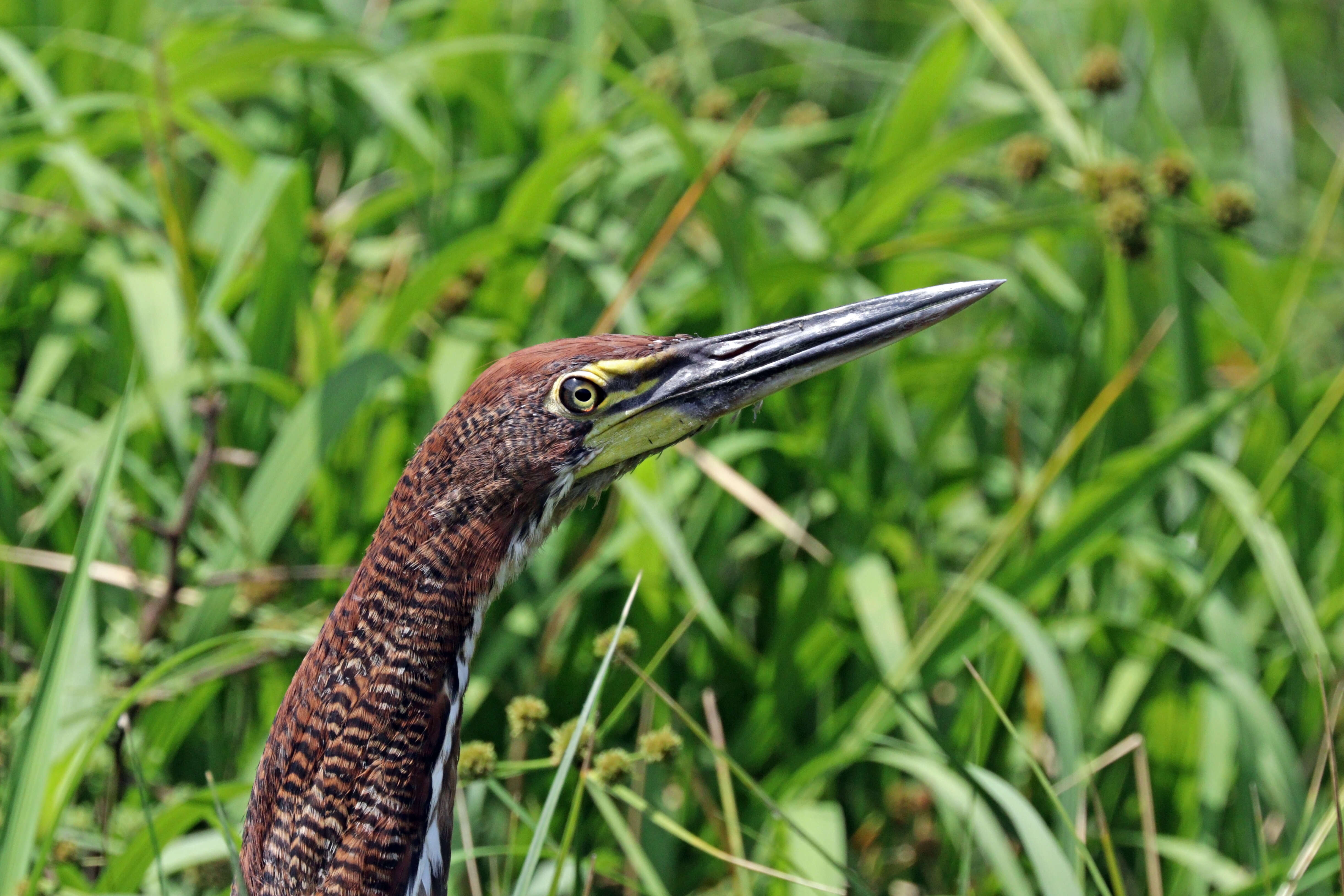 Image of Rufescent Tiger Heron