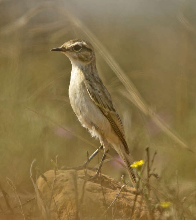 Saxicola macrorhynchus (Stoliczka 1872) resmi