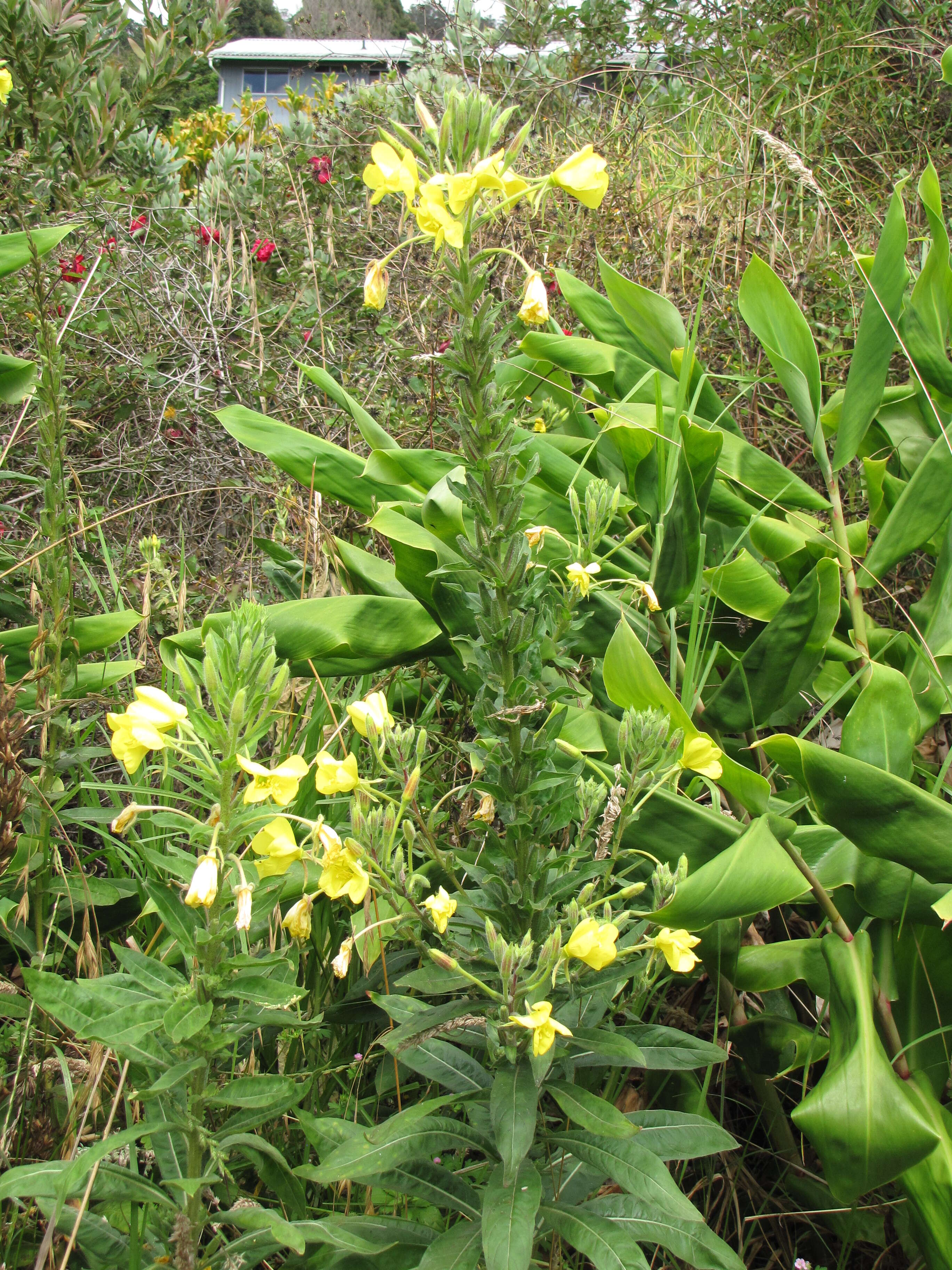 Image of common evening primrose