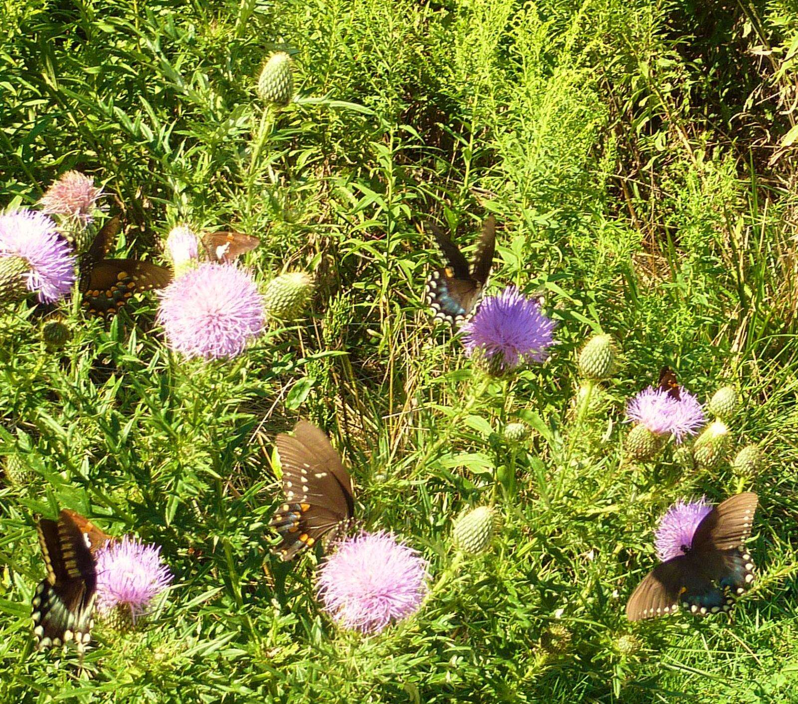 Image of Spicebush swallowtail