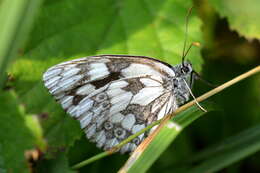 Image of marbled white