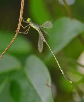 Image of Platylestes platystylus (Rambur 1842)