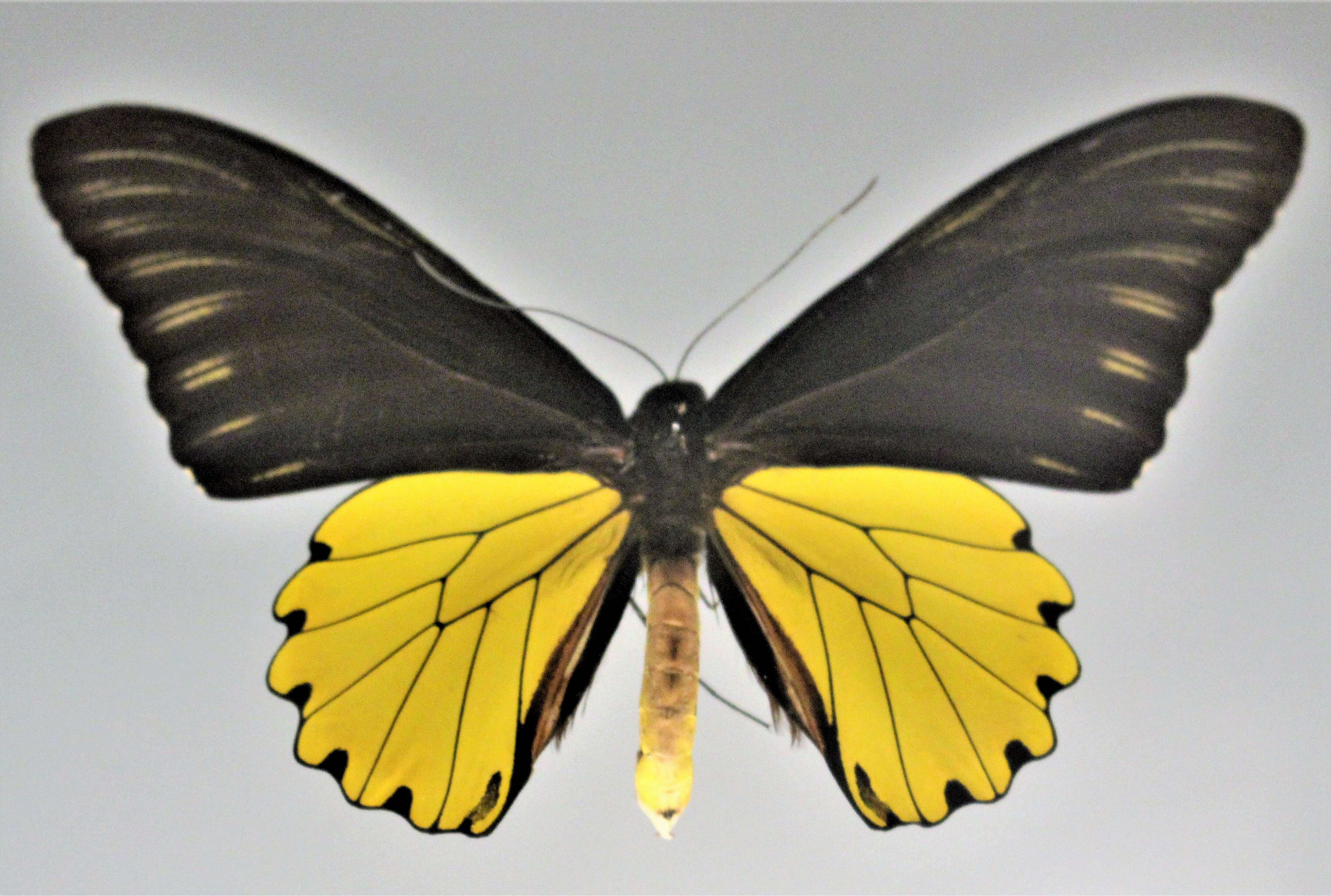 Image of Golden Birdwing Butterfly