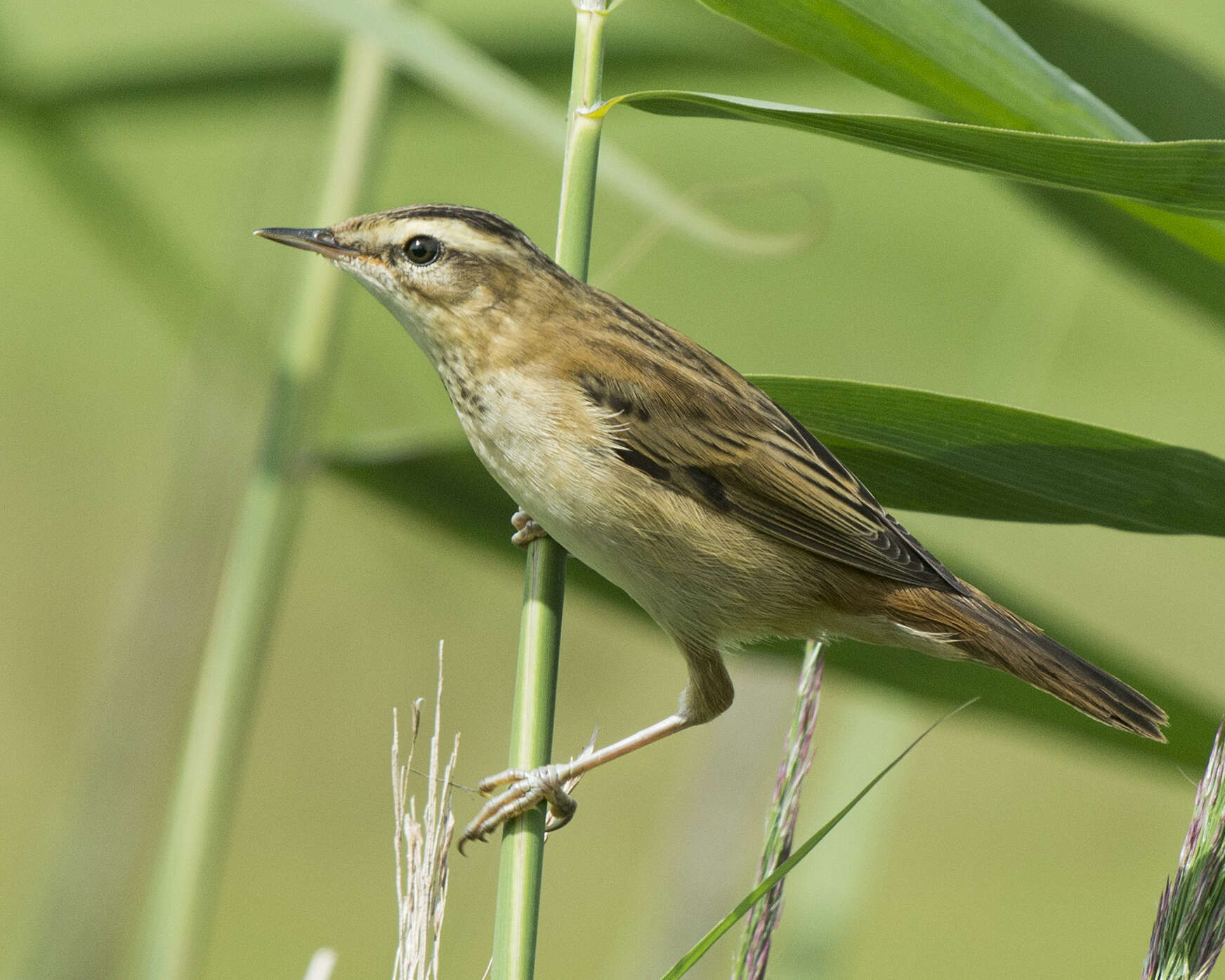 Image of Sedge Warbler