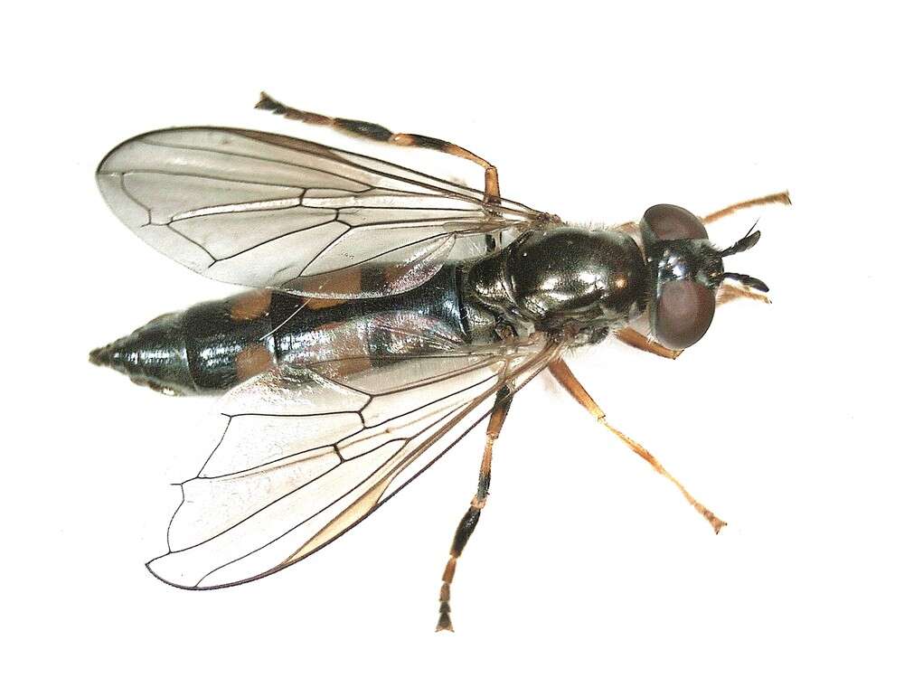 Image of Platycheirus angustatus (Zetterstedt 1843)