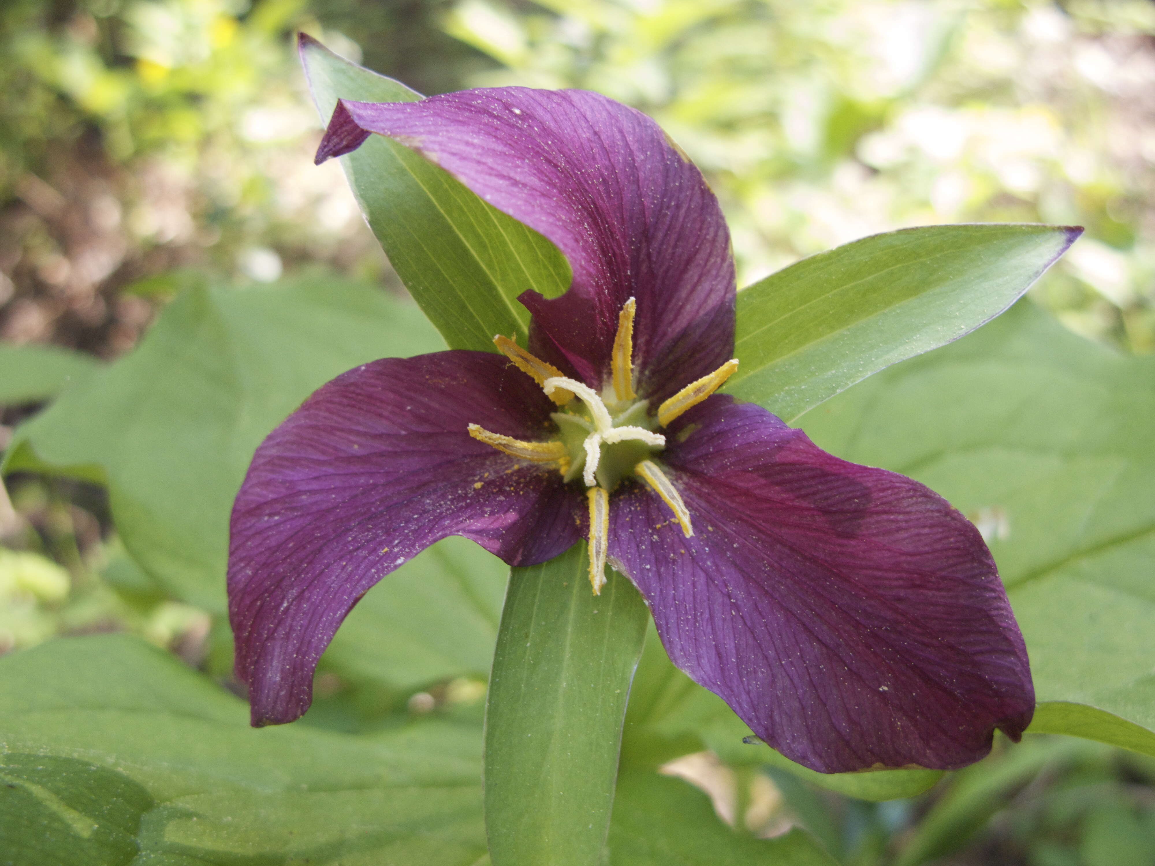 Imagem de Trillium erectum L.