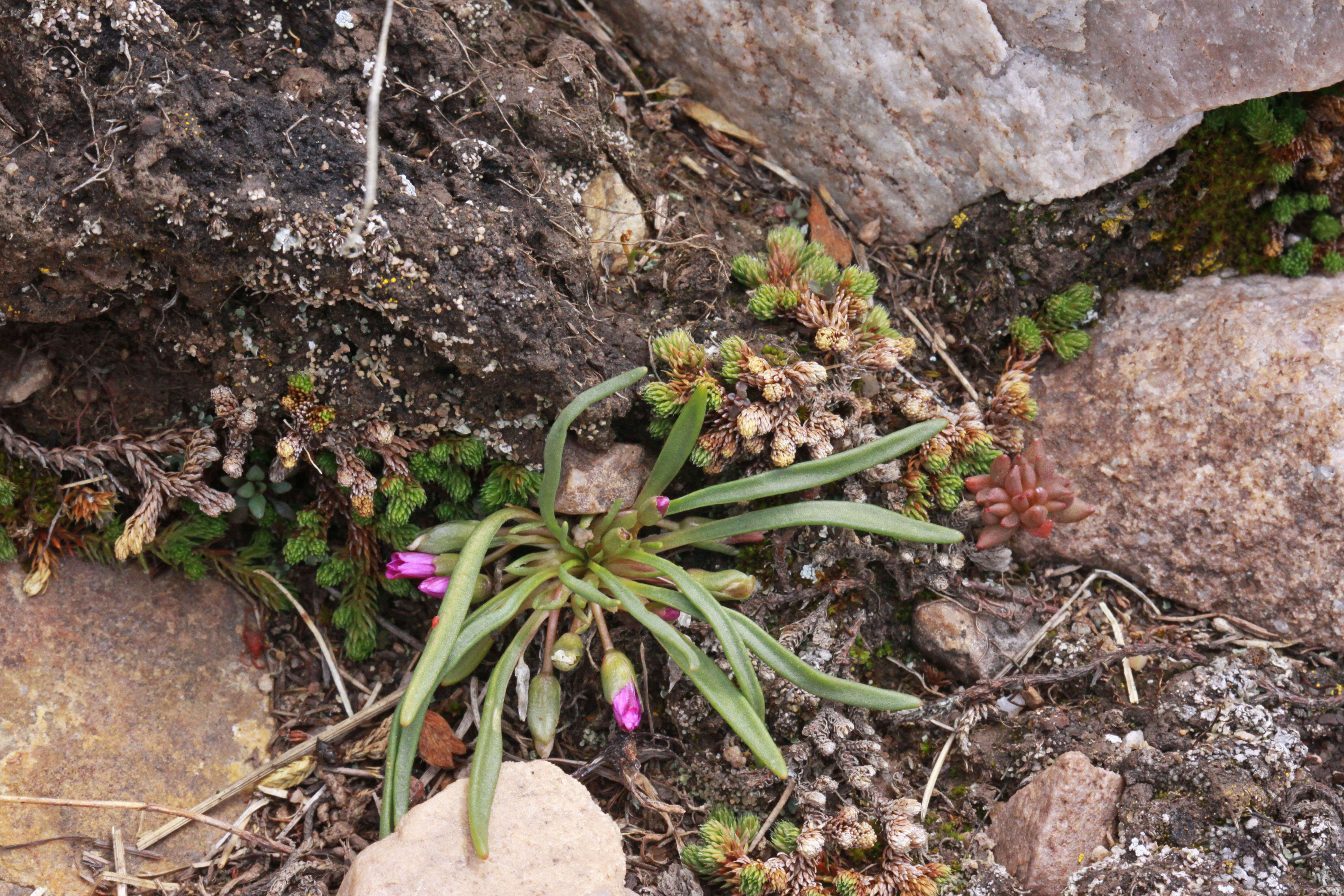 Image of alpine lewisia