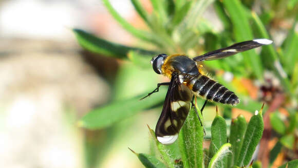 Image of Bee fly