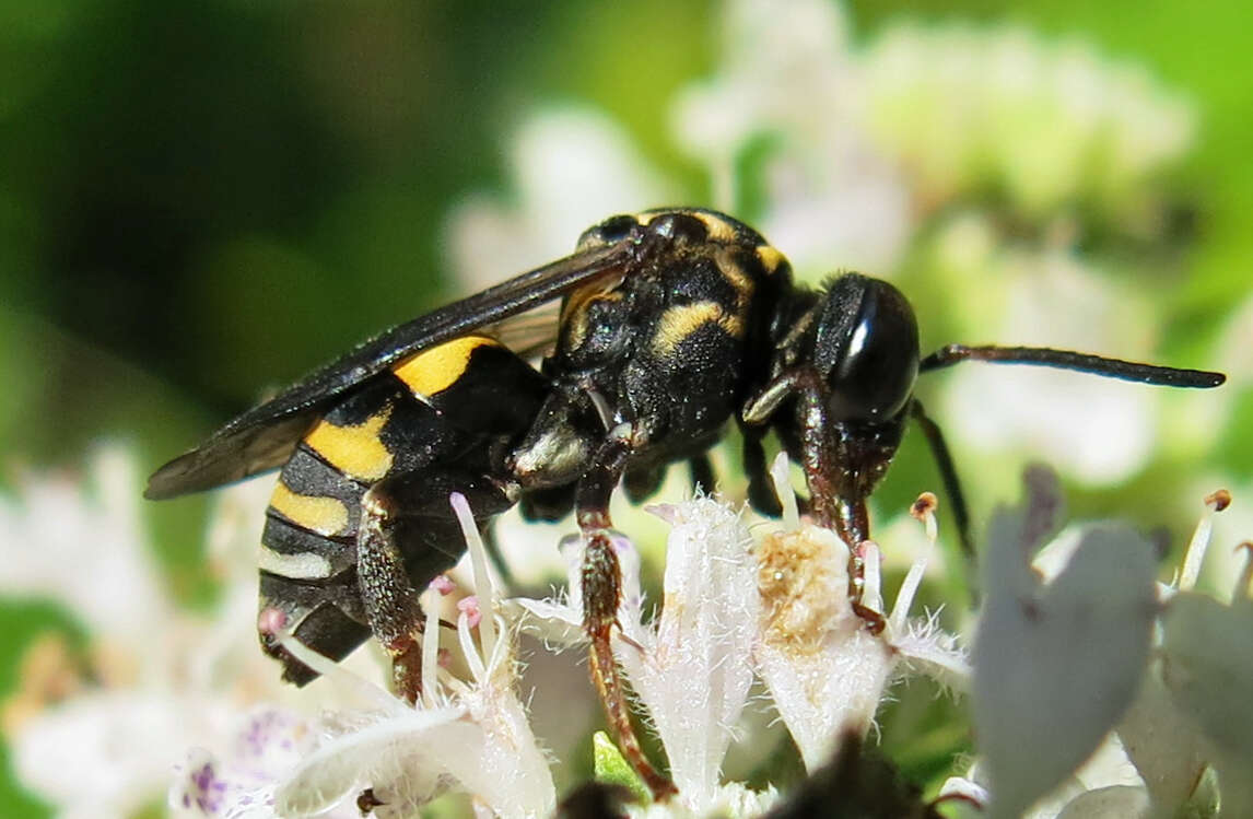 Image of Triepeolus simplex Robertson 1903