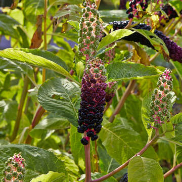 Image of Phytolacca acinosa Roxb.