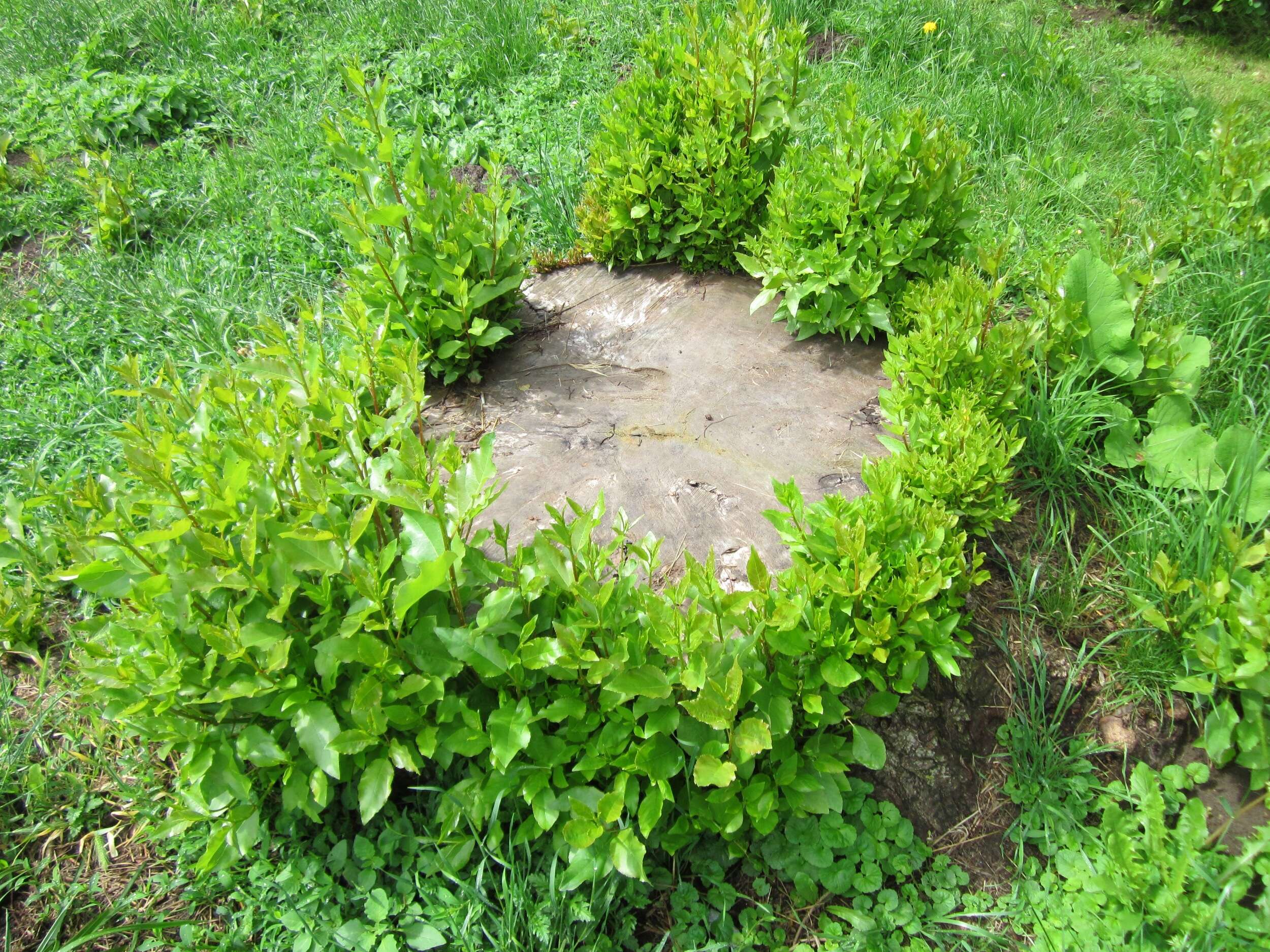 Image of Carolina poplar