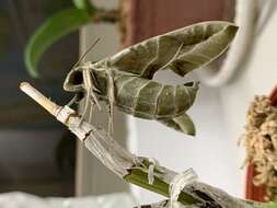 Image of oleander hawk-moth