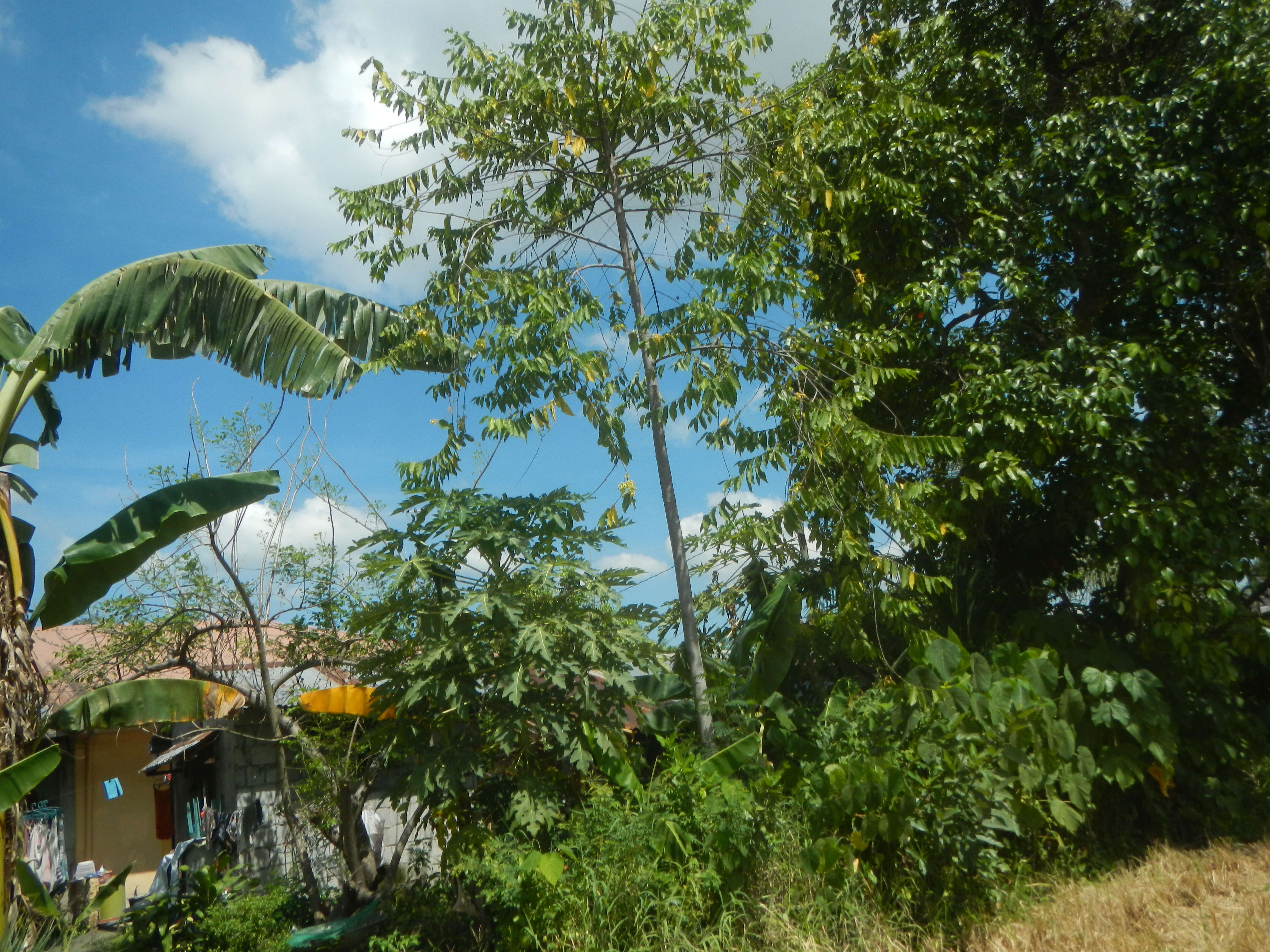 Image of ilang-ilang