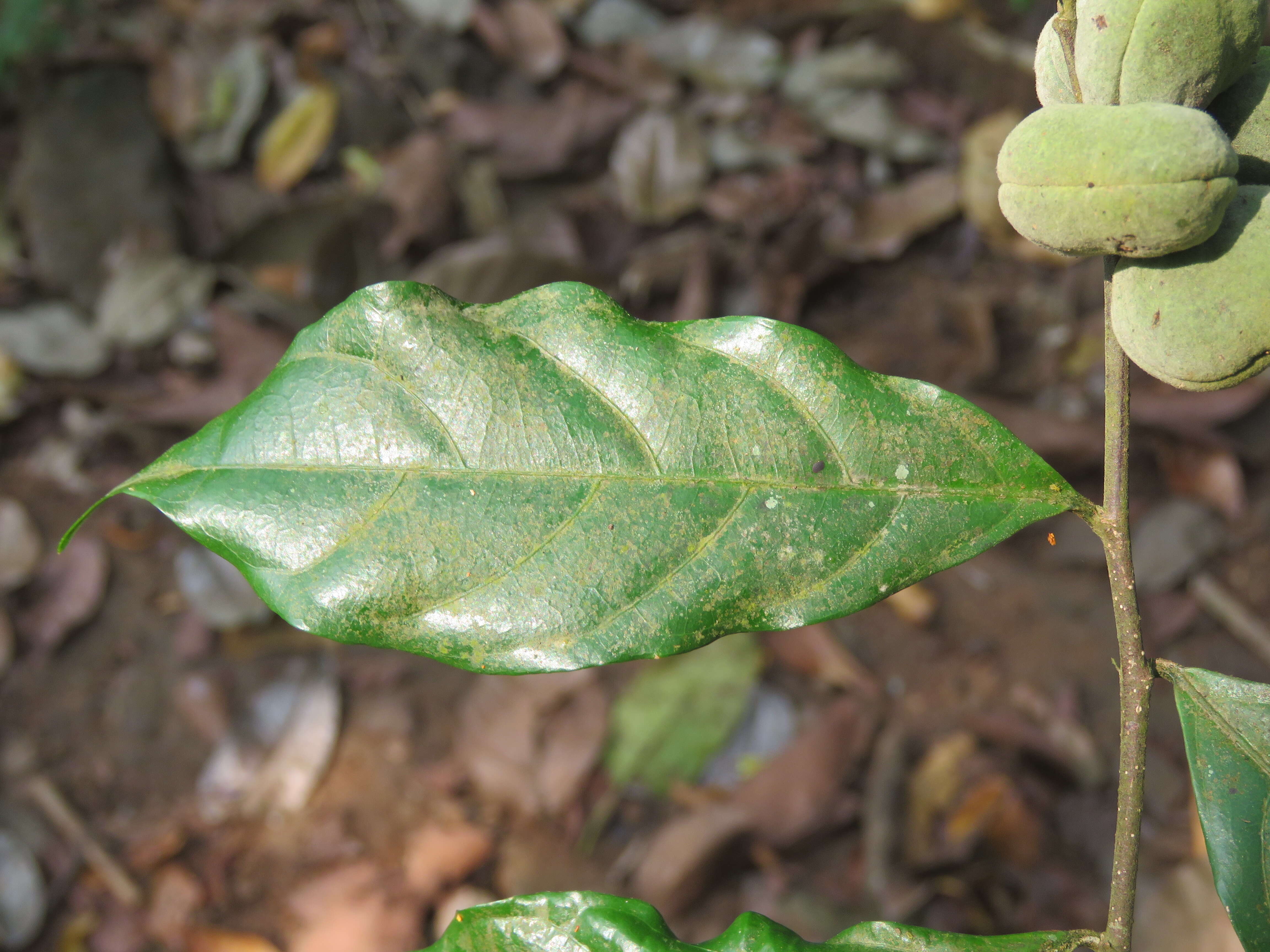 Imagem de Dichapetalum gelonioides (Roxb.) Engl.