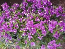 Слика од Bougainvillea glabra Choisy