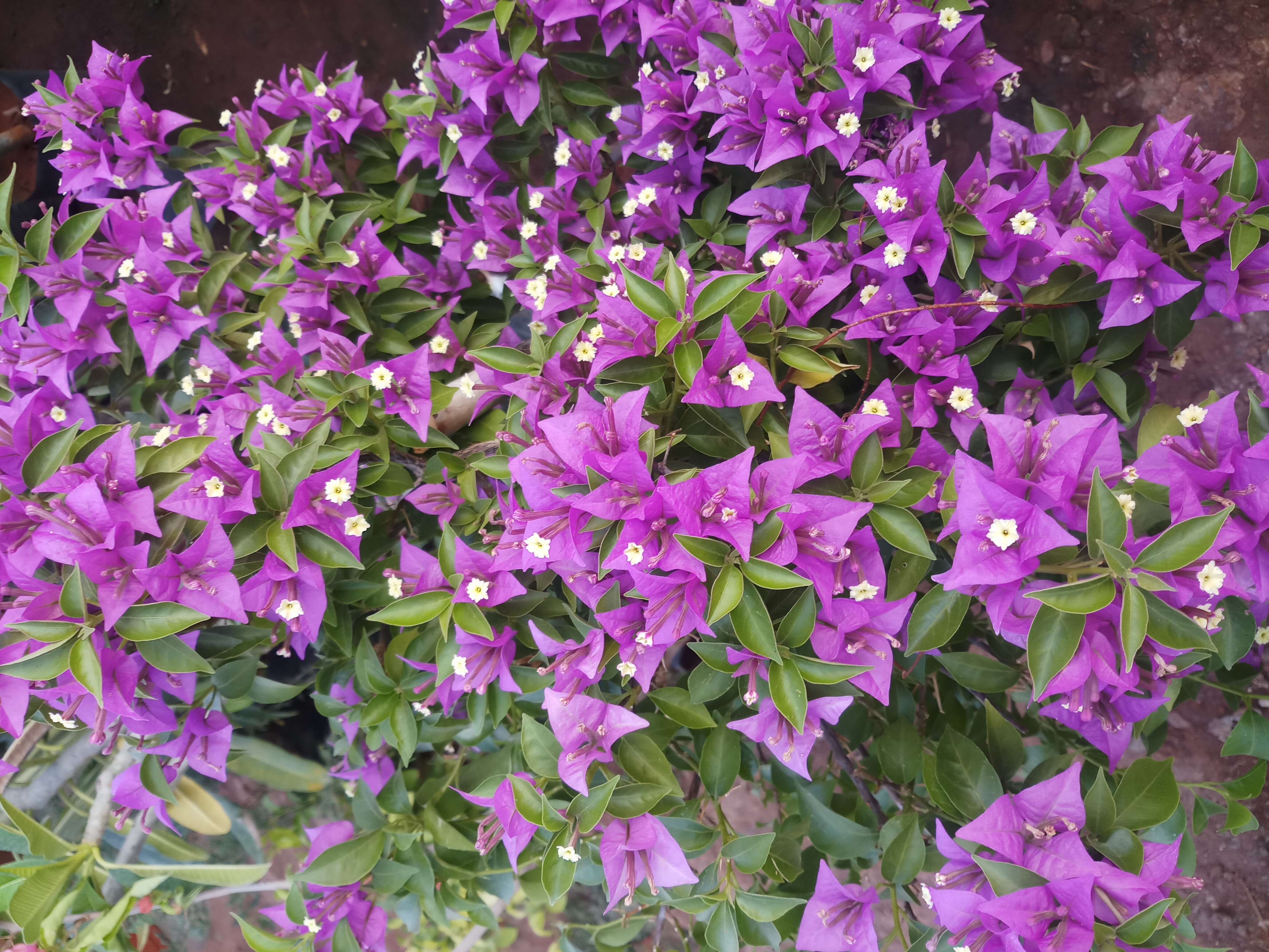 Слика од Bougainvillea glabra Choisy