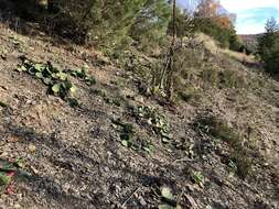 Image of Eastern Prickly Pear