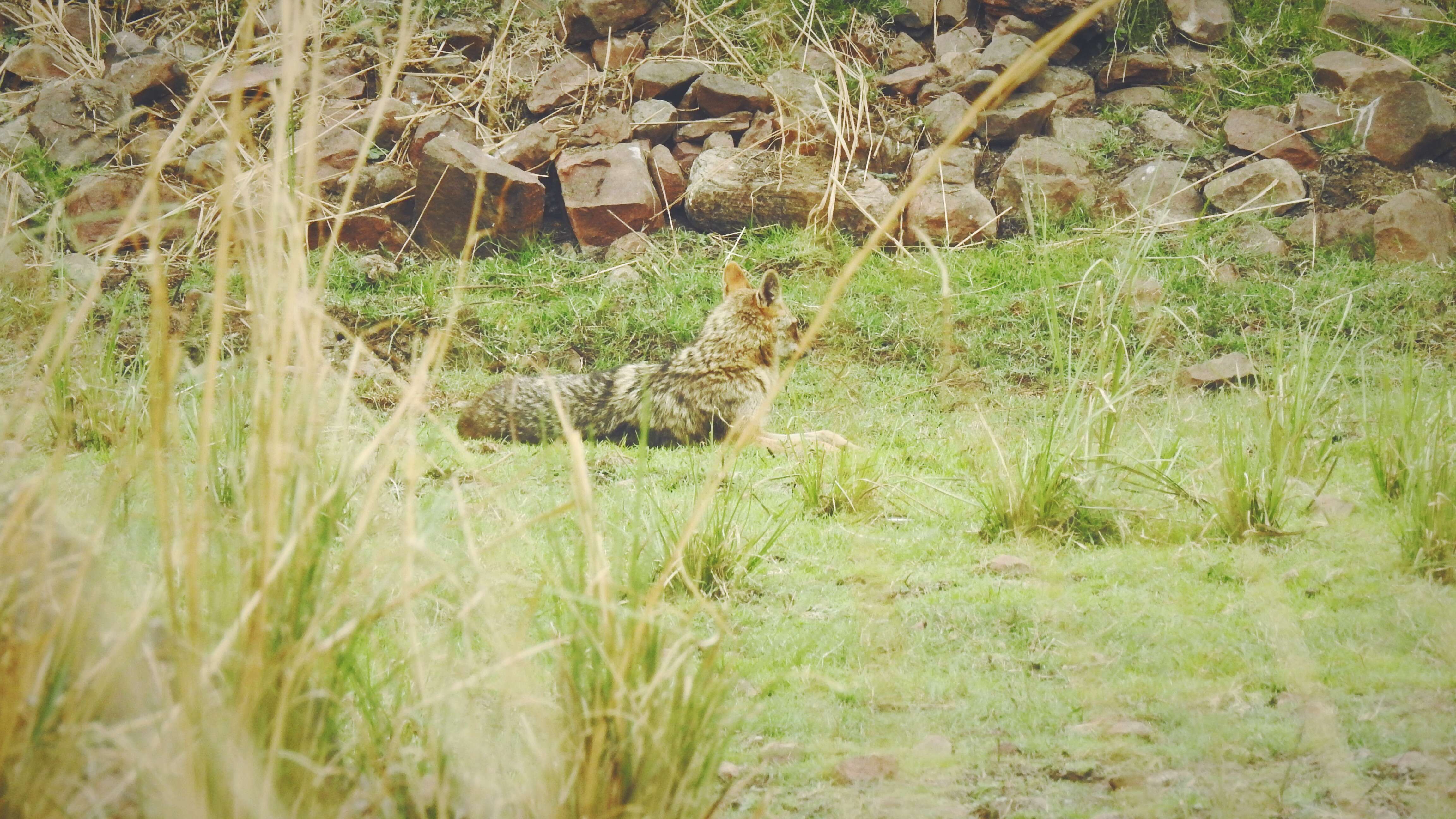 Image of golden jackal