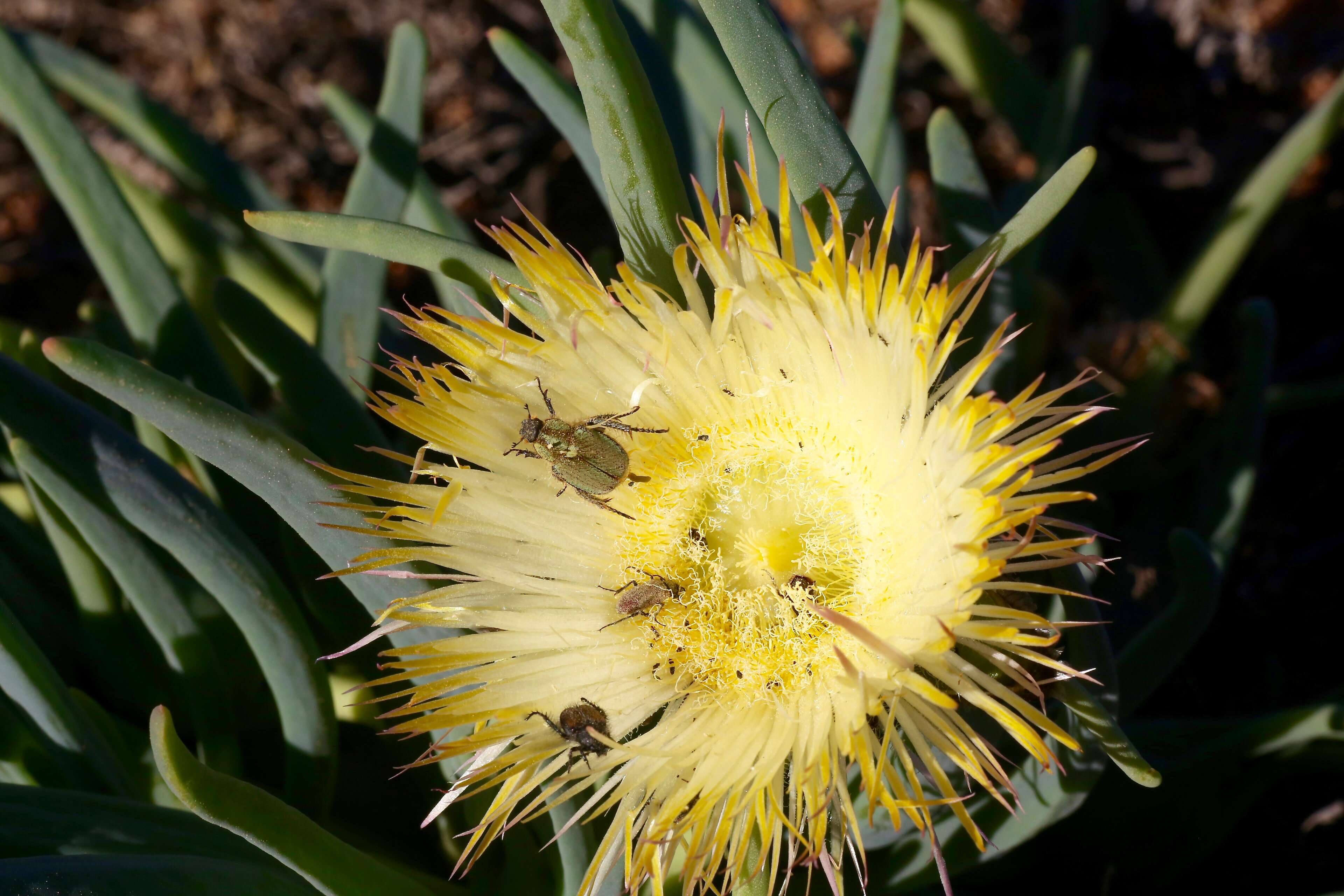 Imagem de Conicosia elongata (Haw.) Schwant.