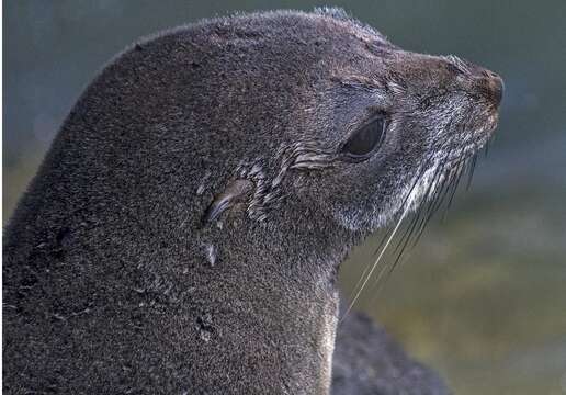 Image of Antipodean Fur Seal