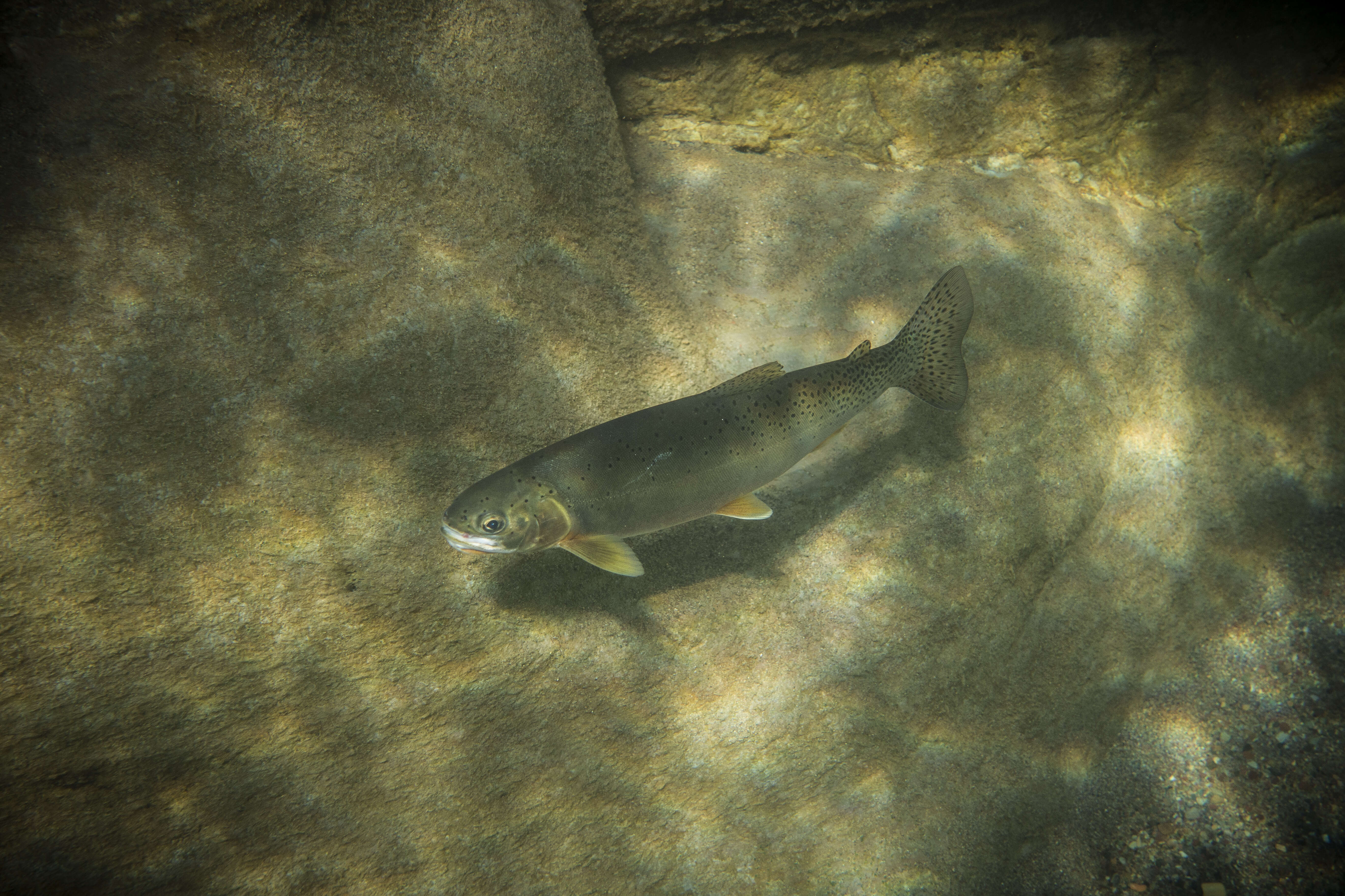 Image of Oncorhynchus clarki lewisi