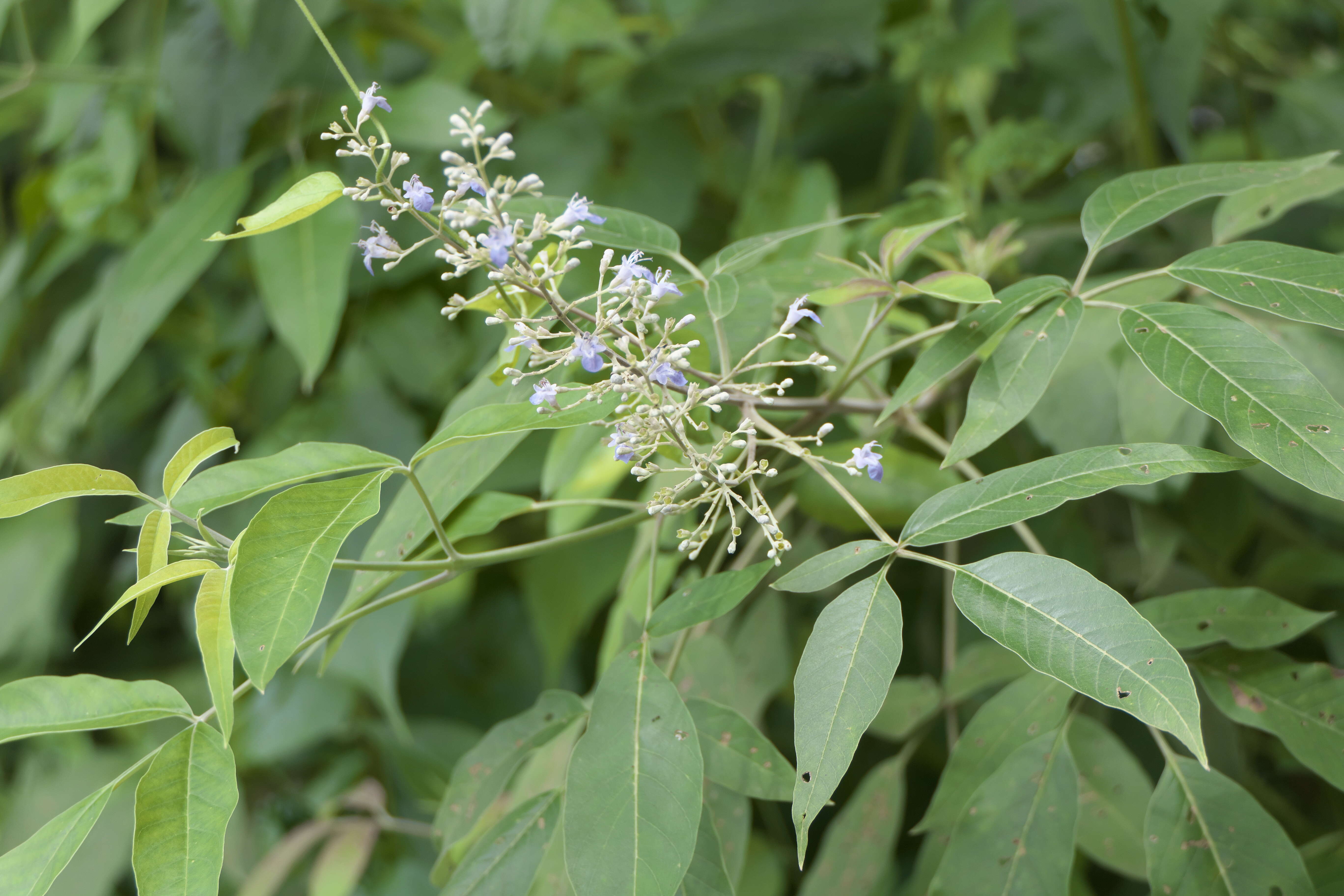 Image of Chinese Chaste-tree