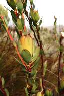 Image of Piketberg Conebush