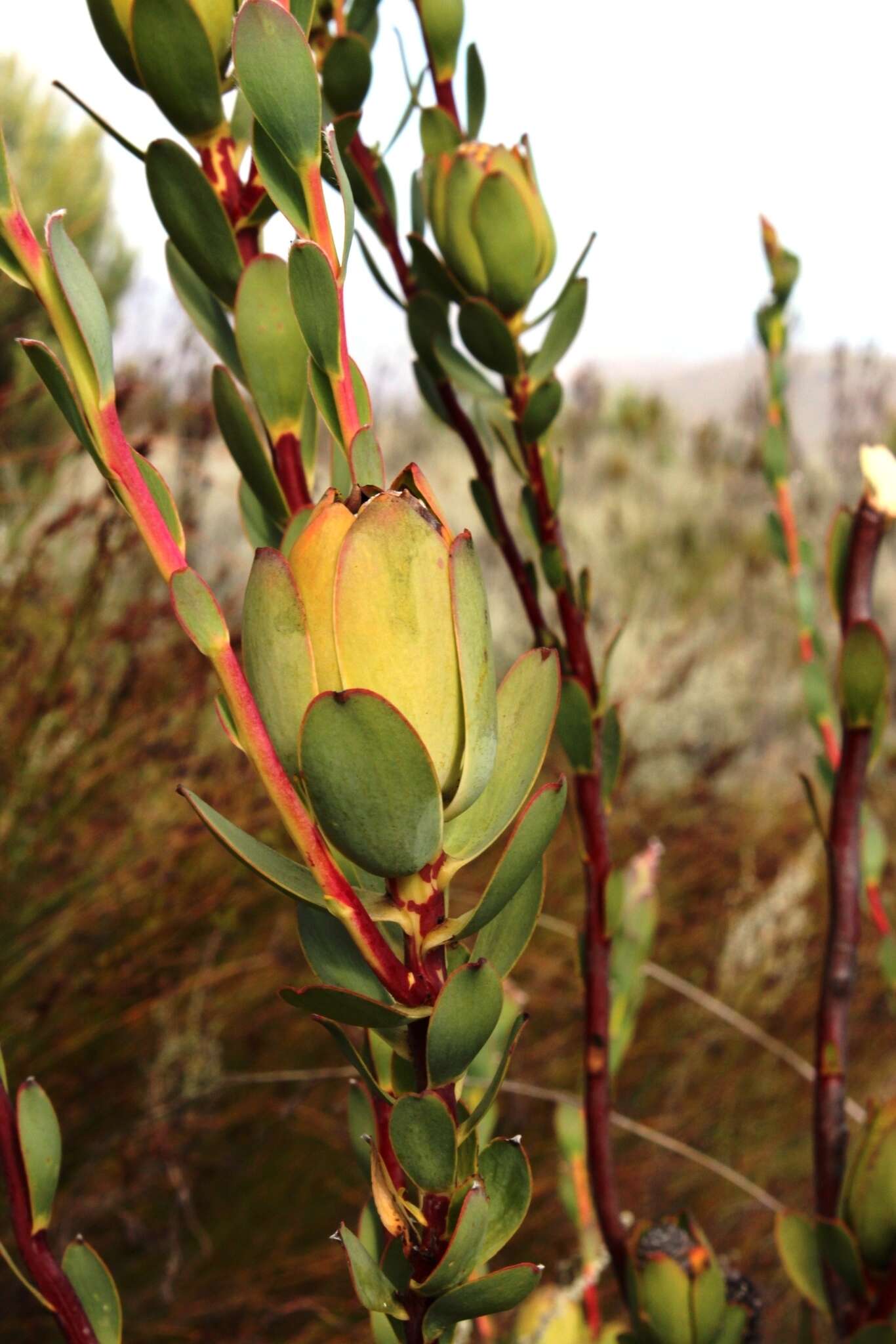 Image of Piketberg Conebush