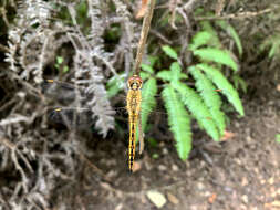 Image of Rainpool Gliders