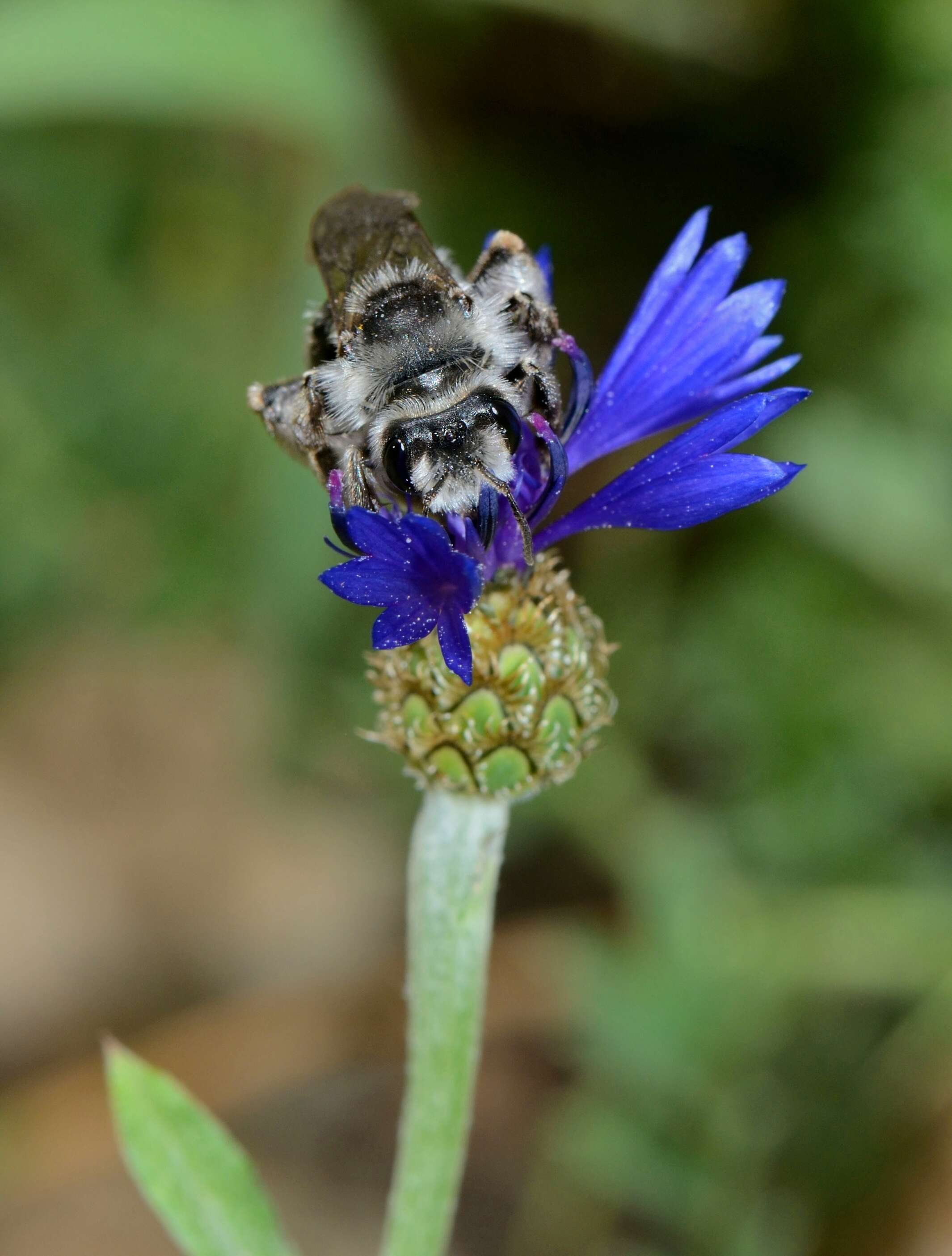 Image of Centaurea cyanoides Berggren & Wahlenb.