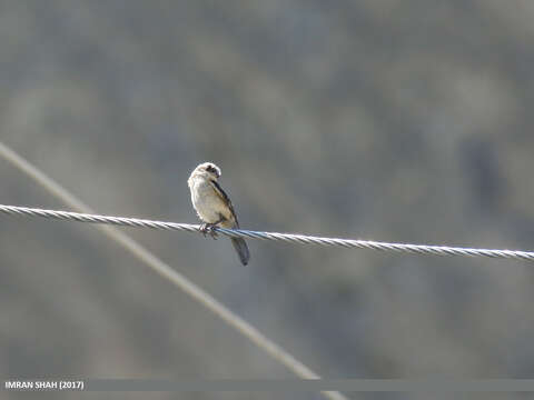 Image of Steppe Grey Shrike