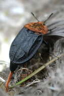 Image of Red-breasted Carrion Beetle