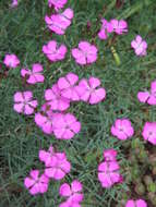 Image of Dianthus graniticus Jordan