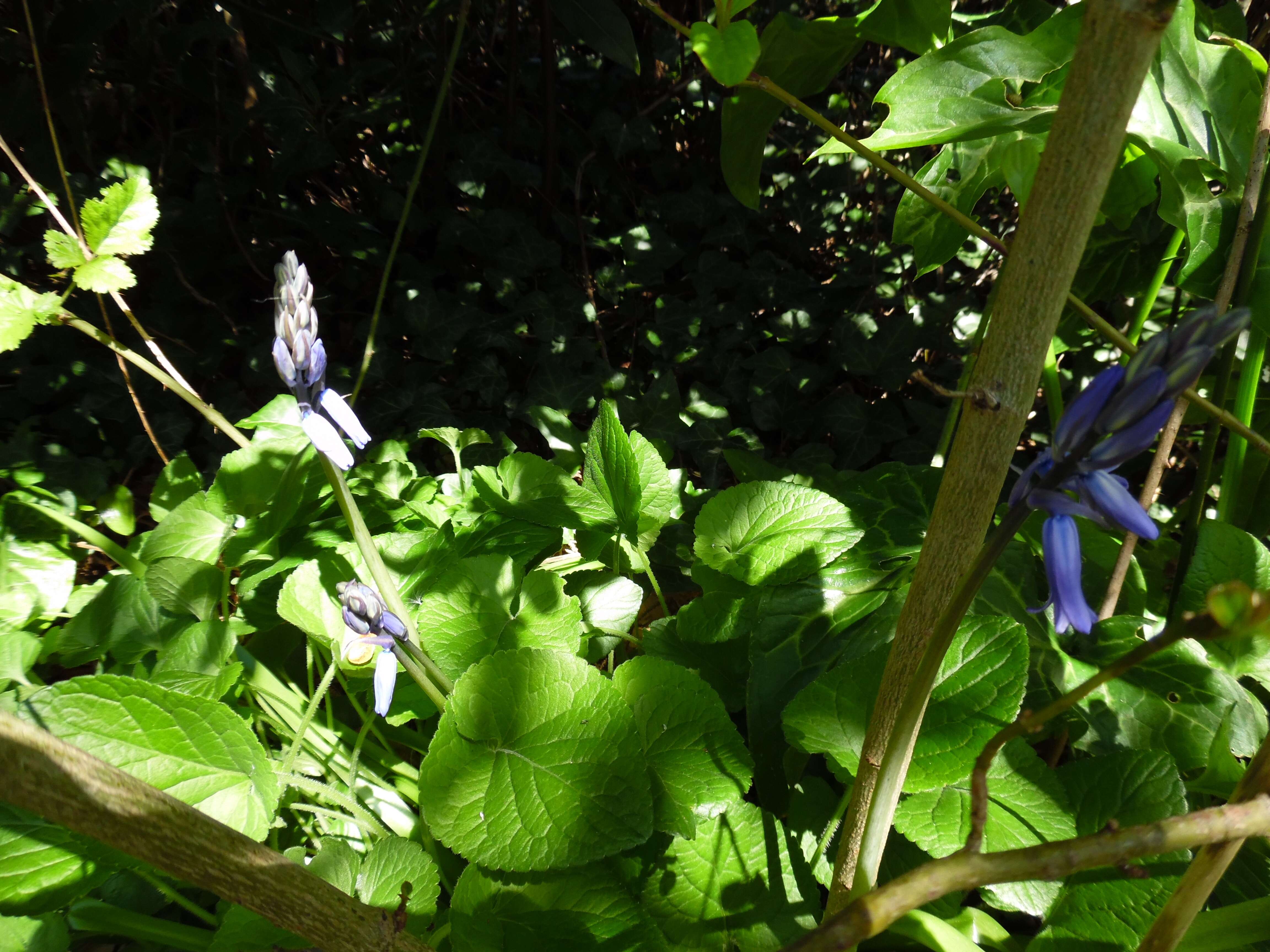 Image of Common Bluebell