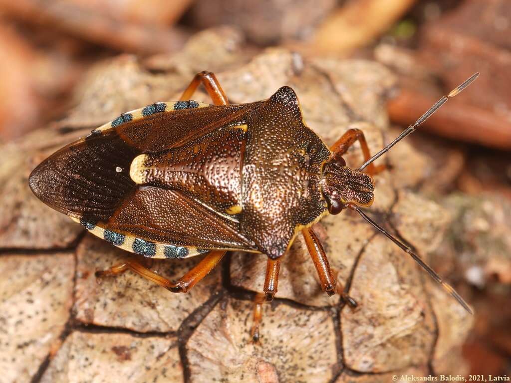 Image of <i>Pinthaeus sanguinipes</i>