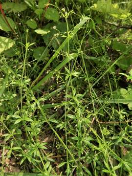 Image of bedstraw